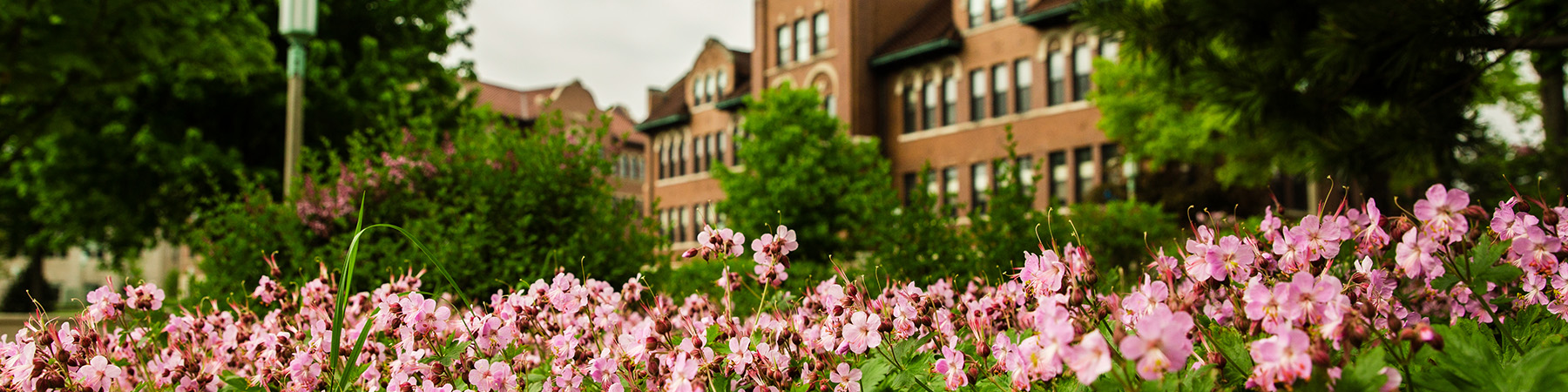 Pink flowers in the foreground as the Mundelein building on the Lakeshore Campus stands in the background