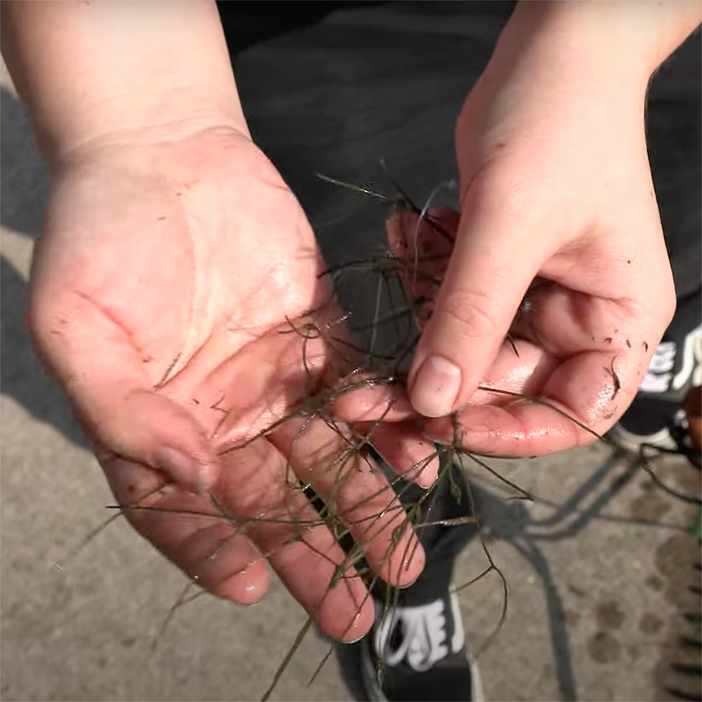 student holds invasive plant