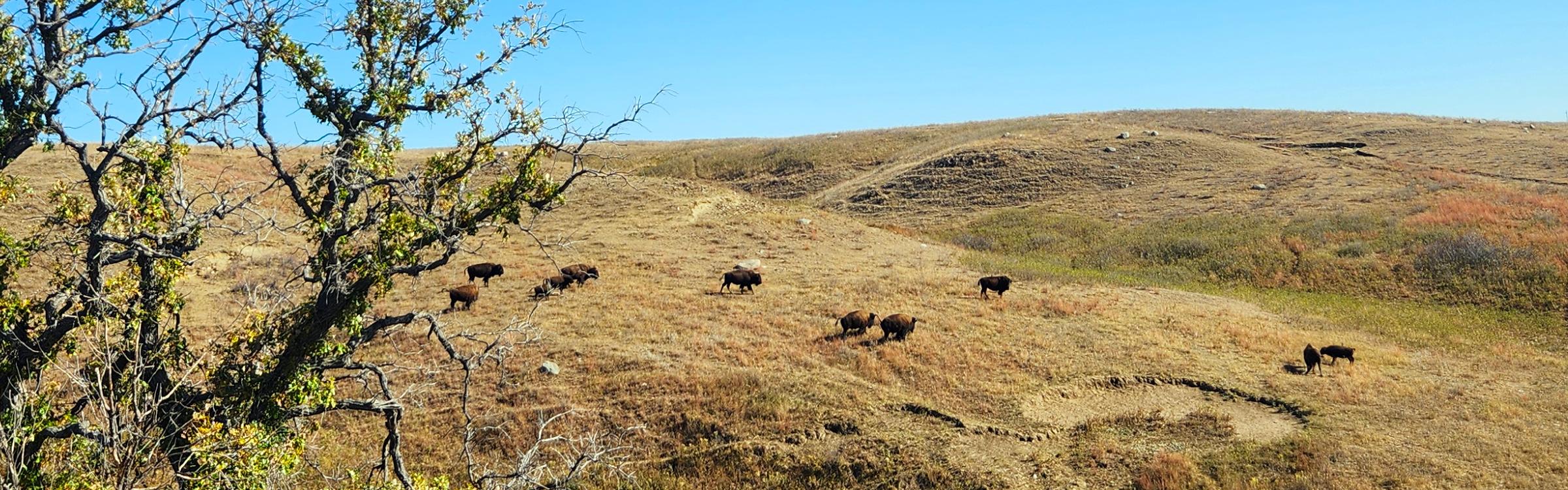 bison on the open prairie at Standing Rock Reservation