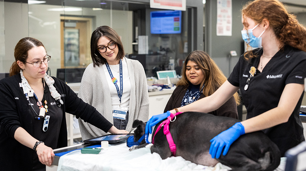 Four women of various ages tend to a large dog on the examination table in the clinic.